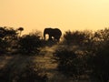 African elephant at sunset Royalty Free Stock Photo