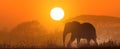African elephant at sunset. Royalty Free Stock Photo