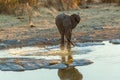 African elephant at sunset at the Halali waterhole