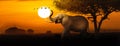 African Elephant Sunset Scene Web Banner Royalty Free Stock Photo