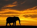 African Elephant at Sunset Silhouette Royalty Free Stock Photo