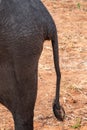 African Elephant Tail And Behind Close-Up