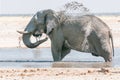 African elephant taking a mud bath at a waterhole Royalty Free Stock Photo