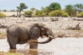 African Elephant Taking a Mud Bath at a Waterhole, Namibia Royalty Free Stock Photo