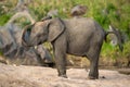 African elephant taking sand bath on riverbank