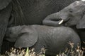 African Elephant, Tanzania, Africa Royalty Free Stock Photo