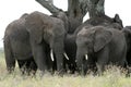 African Elephant, Tanzania, Africa Royalty Free Stock Photo