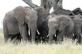 African Elephant, Tanzania, Africa Royalty Free Stock Photo