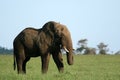 African Elephant, Tanzania, Africa Royalty Free Stock Photo