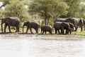 African elephant in Tarangire National Park, Tanzania Royalty Free Stock Photo