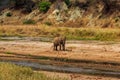 African elephant at the Tarangire river in Tarangire National Park, Tanzania Royalty Free Stock Photo