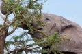African Elephant Tearing Down Acacia Branch Royalty Free Stock Photo