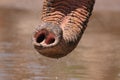 African Elephant Trunk Royalty Free Stock Photo