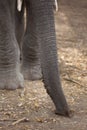 African Elephant trunk and tusks Royalty Free Stock Photo