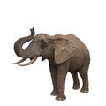 African elephant trumpeting. 3D illustration Royalty Free Stock Photo