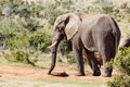 African Elephant trying to find some water.