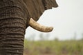 African Elephant Tusk