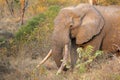 African elephant tusker