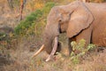 African elephant tusker