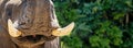 African Elephant Tusks Closeup Horizontal Banner