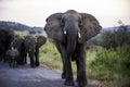 African Elephant up close, mock charge