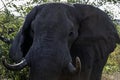 African Elephant up close, mock charge, tusks, face only