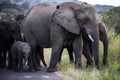 African Elephant up close, mock charge, tusks, face only