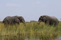 African elephant up close & personal Royalty Free Stock Photo