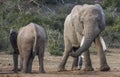 African Elephant with Very Long Tusks Looking at Female