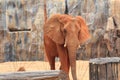 An african elephant is walking