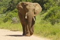 African elephant walking along a dusty road