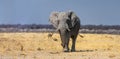 African elephant walking in an arid desert landscape. Royalty Free Stock Photo