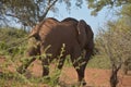 An African elephant walking away from visitors in the Kruger,Natioal,Park South,Africa. Royalty Free Stock Photo