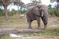 Huge elephant drinking on waterhole in bush of Okavango Delta, Botswana, Africa.