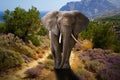 African elephant walking in the bushes Royalty Free Stock Photo