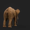 African elephant is walking in a dark grey background rear view