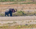 African elephant walking through a dry desert landscape Royalty Free Stock Photo