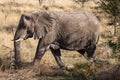 African Elephant Walking through Etosha National Park, Namibia Royalty Free Stock Photo