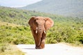 African Elephant walking on a gravel road in Addo Elephant National Park Royalty Free Stock Photo