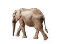 African elephant walking, moving or going away Royalty Free Stock Photo