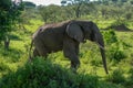 African elephant walking past bushes on savannah