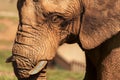 African Elephant Walking in Savannah Royalty Free Stock Photo