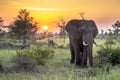African Elephant walking at sunrise Royalty Free Stock Photo