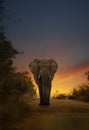 African elephant walking in sunset Royalty Free Stock Photo