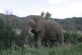 African Elephant in South Africa Royalty Free Stock Photo
