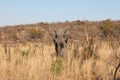 Elephant walking in Welgevonden Game Reserve in South Africa Royalty Free Stock Photo