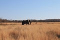 Elephant walking in Welgevonden Game Reserve in South Africa Royalty Free Stock Photo