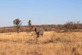 Eephant walking in Welgevonden Game Reserve in South Africa Royalty Free Stock Photo