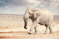 African Elephant in Namibia - Etosha National Park