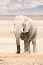 African Elephant in Namibia - Etosha National Park